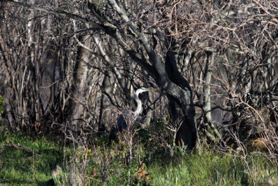 IMG_0386 Peek-a-Blue Heron