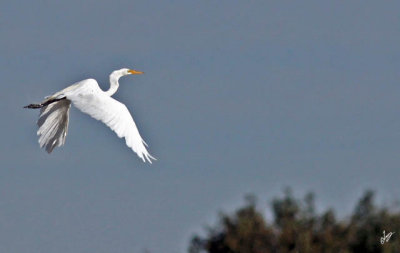 2013_08_02 Quill Lakes Birds, Blue Heron and Great Egret