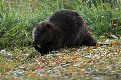 IMG_9401 Large Beaver spotted along Sturgeon River in Downtown St Albert, Oct 19