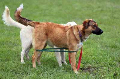 IMG_0940 Doggonit!