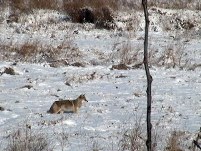 Coyote captured on Big Lake Webcam Nov 5