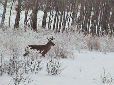 2013_12_03 Fuzzy Deer - at Minus 15