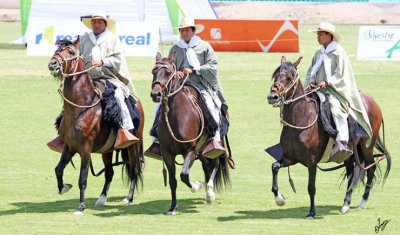 2014_03_22 Peruvian Paso Horses at La Joya