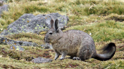 IMG_6350 Peruvian rabbit