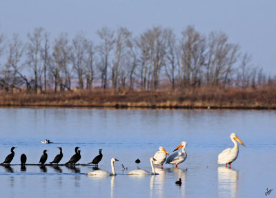 2014_05_14 Quill Lakes Birds