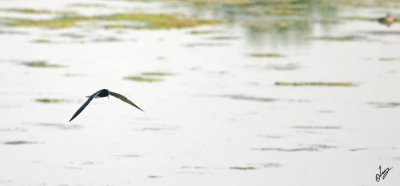 IMG_2732 Baby Black Terns take flight.