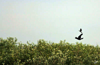 IMG_2785 Crows eat Blacbird eggs, so Blackbirds attack young Crow