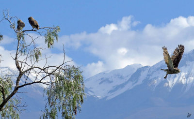 IMG_4528-Burrowing Owls in Arequipa, Peru, Chachani in background