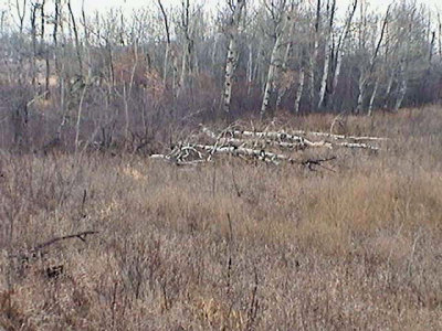 TREESdown.jpg