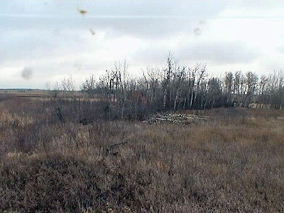 TREESdown2.jpg