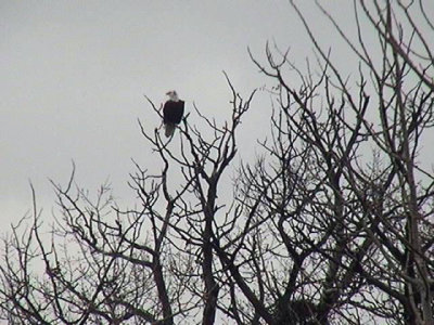 baldEagle3.jpg