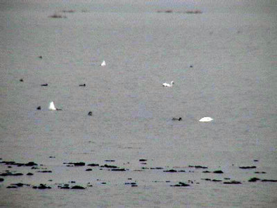 Gooses or swans.jpg