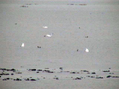 Geese or swans.jpg