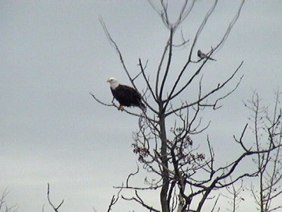 EagleMagpie- From Elke.jpg