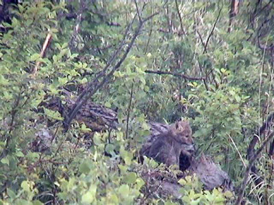 2016_05_27 Coyote and Pups