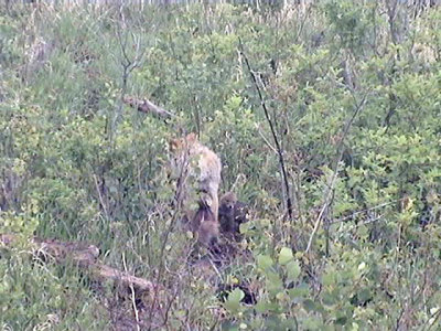 oneshotimage9.jpg Coyote and two pups.  I think there are at least four.