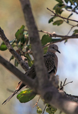 IMG_2671 Spotted Dove.jpg