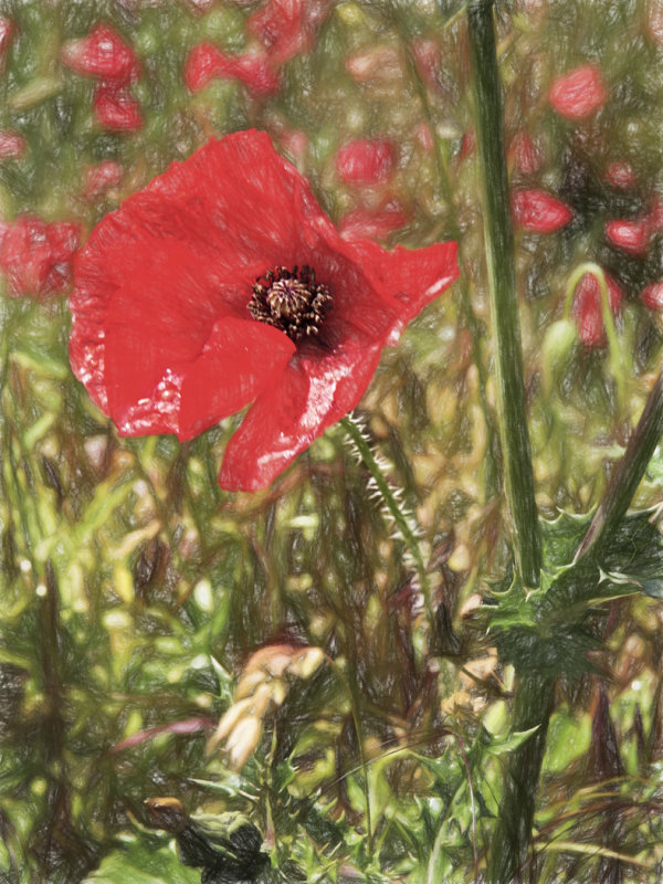 Poppy Impression 2