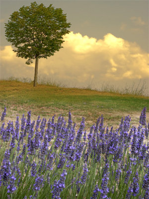 Lavender and tree