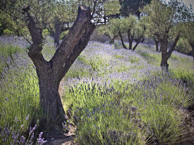 The Olive Grove 