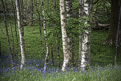 Birches &  Bluebells, Rydal Path