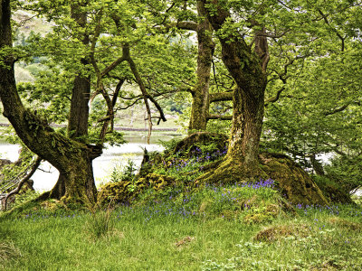 Trees at Rydal Water