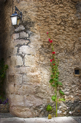 Corner lamp and red plant