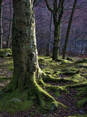 Moss and Trees, Grasmere