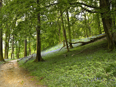 Path through Bluebell Woods