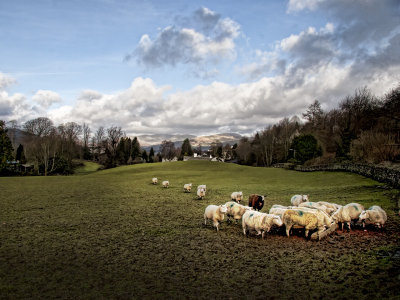 Evening Pasture