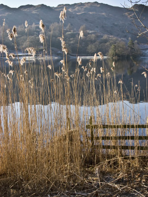Rydal, Lakeside reeds