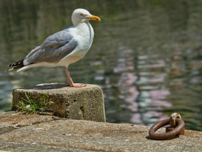 Gull and Iron Ring