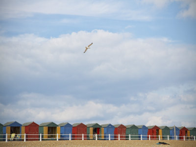 Beach Huts and seagull