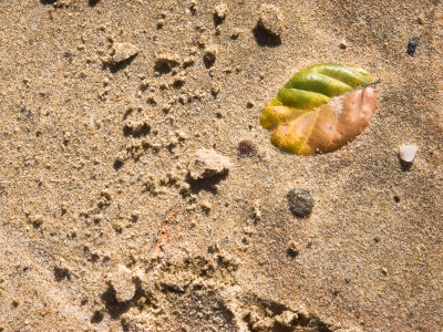 Leaf in the sand