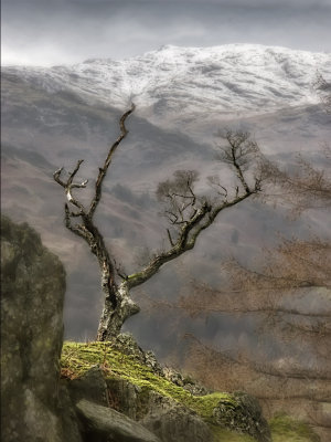 Lone Tree on cliff 
