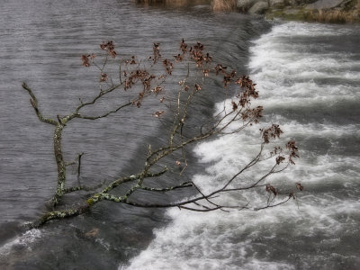 Tree on Weir