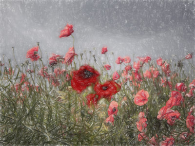 Poppies in the wind