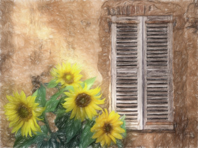 Sunflowers & shutters