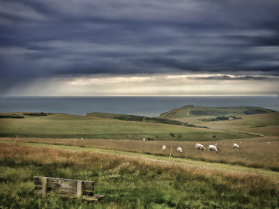 Sheep at Beachy Head