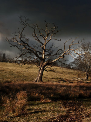 Tree before the storm