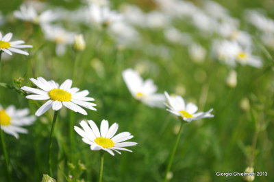 bianco, giallo e verde