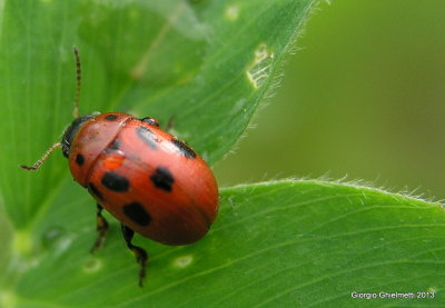 red on green