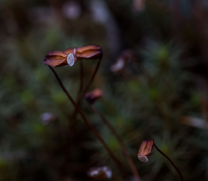 Moss fruiting bodies. 3mm in size. CZ2A1412.jpg