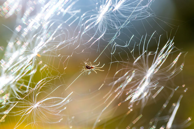 A spider competing with the seeds of fireweed. CZ2A1062.jpg
