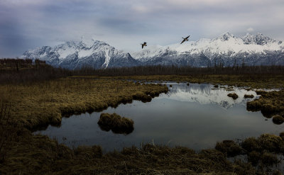 Canadian geese take flight, Palmer, Alaska. L1000197.jpg