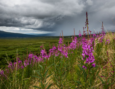 The state wildflower. Fireweed. CZ2A8334.jpg