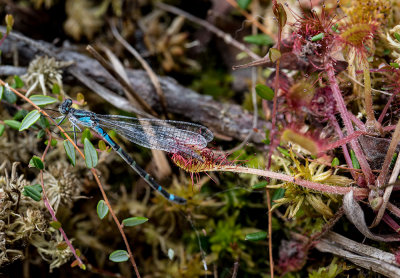 A damselfly with its wing stuck on a sundew. CZ2A7923.jpg