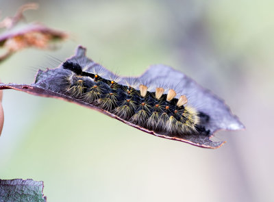 Rusty tussock. Invasive destructive caterpillar/moth. CZ2A8026.jpg