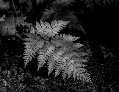 Wood fern.  Homer, Alaska.  CZ2A9778.jpg