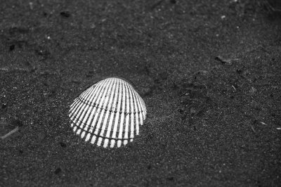 Clam shell. Homer, Alaska.  CZ2A9845.jpg